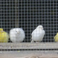 Yardworks 1/4" X 3' X 5' Charcoal Hardware Cloth 7 Yardworks 1/4" X 3' X 5' Charcoal Hardware Cloth -Outdoor Haven 1713123 03 CYMK